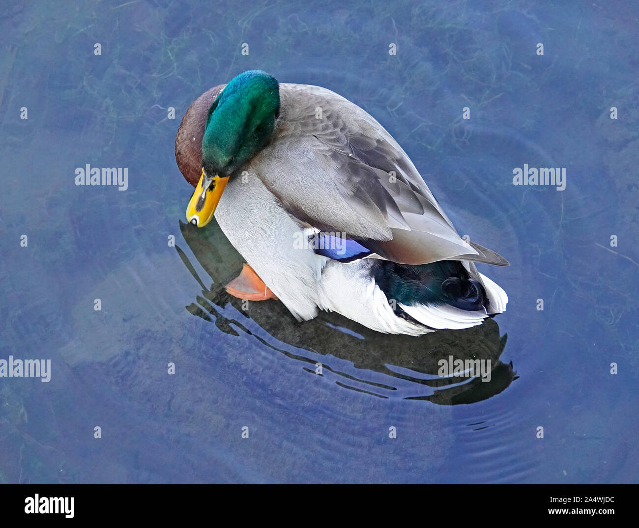 Ritratto di un maschio o drake Mallard duck, Anas platyrhynchos, sul fiume Deschutes, Oregon, nel Pacifico Flyway. Foto Stock