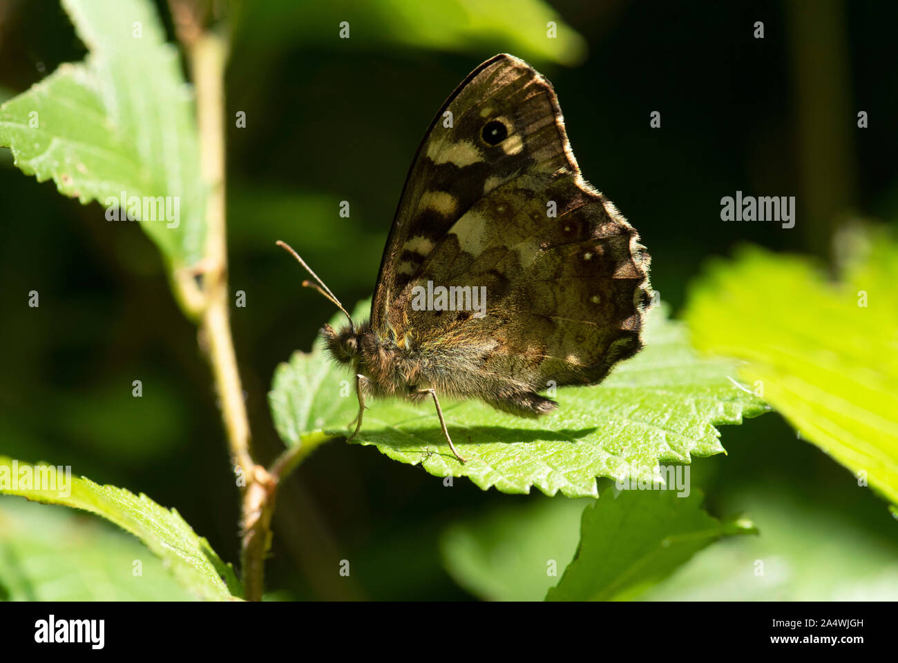 Chiazzato legno Butterfly, Pararge aegeria, Sandwich, Kent REGNO UNITO, in appoggio sulla lamina di sole nel bosco, lato inferiore delle ali Foto Stock