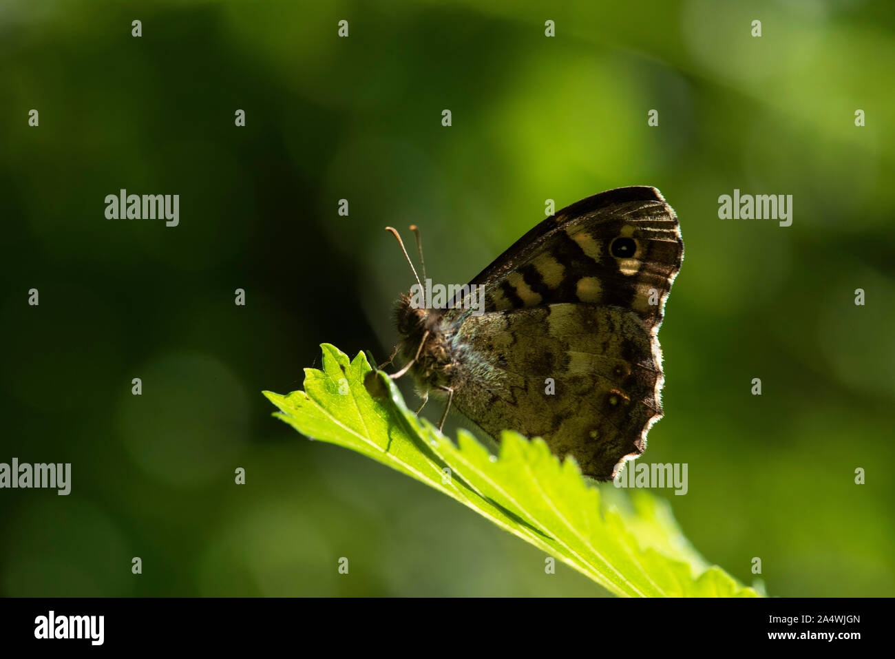 Chiazzato legno Butterfly, Pararge aegeria, Sandwich, Kent REGNO UNITO, in appoggio sulla lamina di sole nel bosco, lato inferiore delle ali Foto Stock