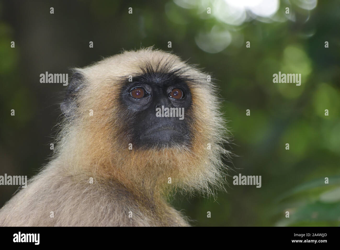 Monkey guardando fuori porta Foto Stock