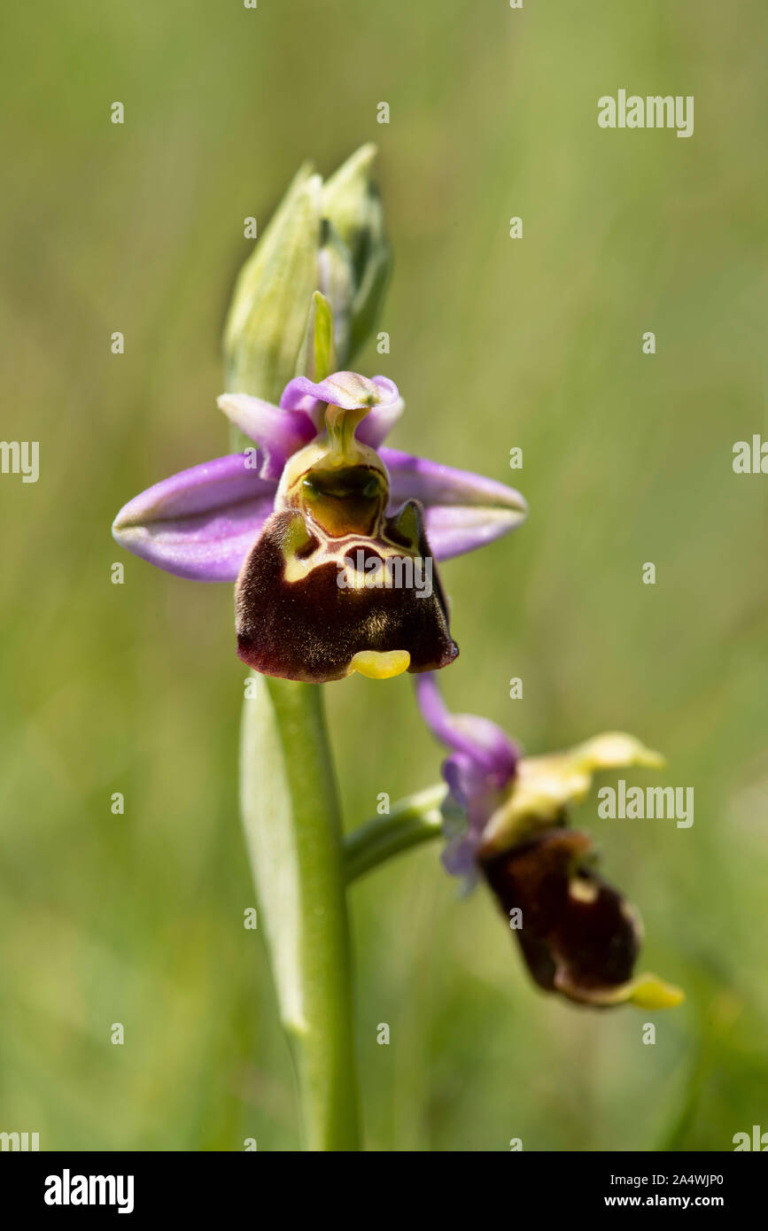 Late Spider Orchid, Ophrys fuciflora o episcopalis, Folkestone, Kent, Regno Unito Foto Stock