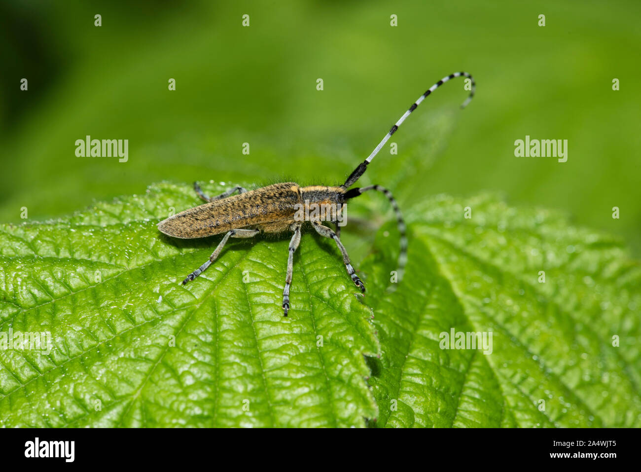 Golden fiorì grigio Longhorn Beetle,Agapanthia villosoviridescens, Folkestone, Kent, Regno Unito, nel bosco, in appoggio sulle foglie Foto Stock