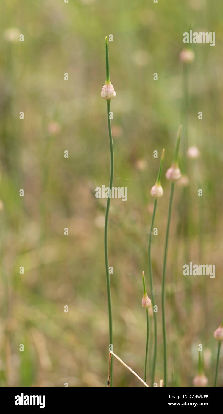 Sandwich Kent REGNO UNITO Foto Stock