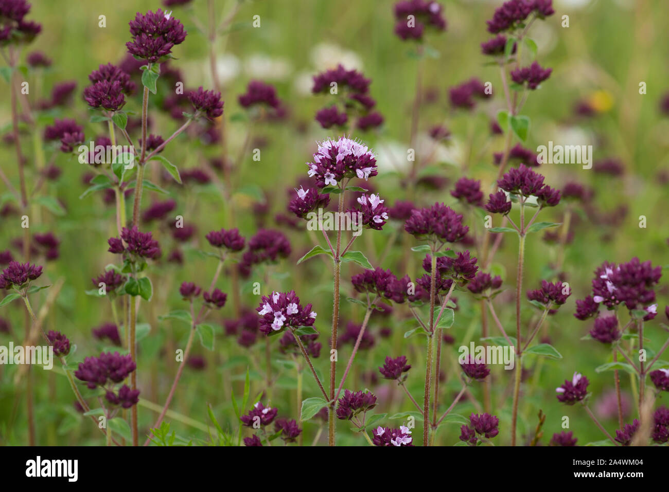 Origano fiore, Origanum vulgare, Lullingstone Country Park, Kent REGNO UNITO, lo stesso di erbe aromatiche come origano Foto Stock