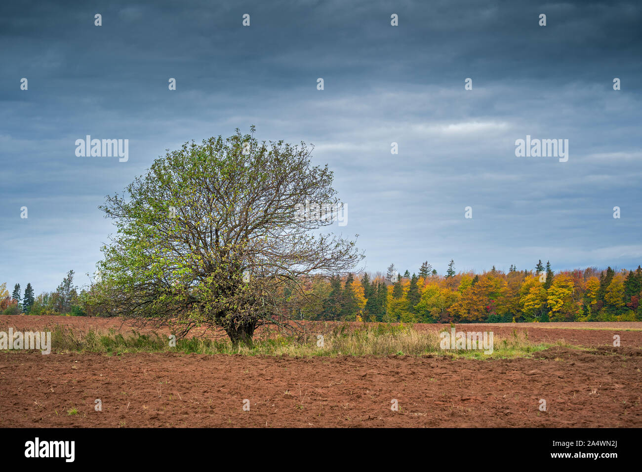 Il vecchio albero di mele in un campo arato con un treeline di foglie di autunno. Foto Stock