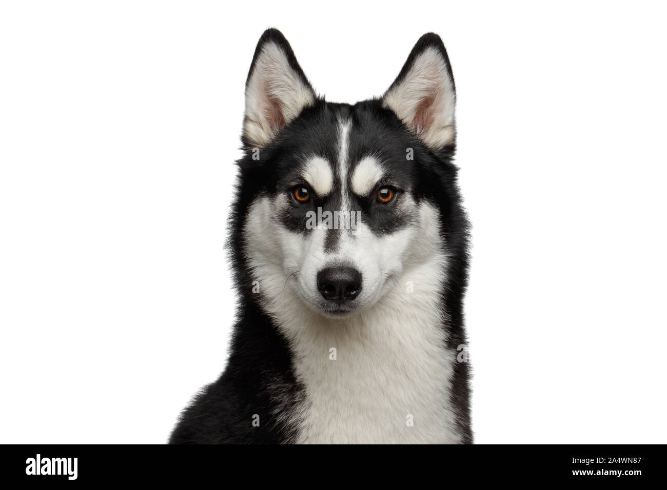 Ritratto di Siberian Husky cane con divertenti ammirando le sopracciglia isolato su sfondo bianco Foto Stock