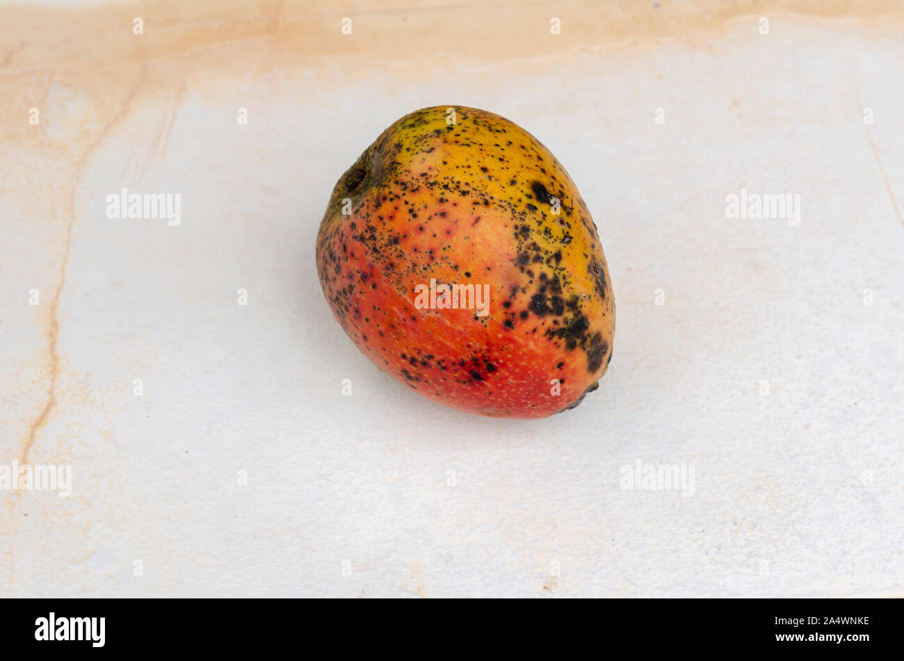 Single mango maturo Foto Stock