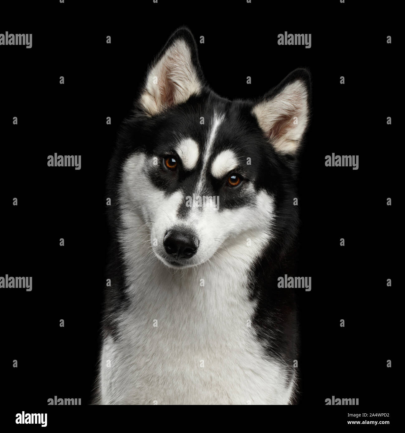 Ritratto di Siberian Husky cane divertente con le sopracciglia curioso fissando lo sguardo sulla isolato su sfondo nero Foto Stock