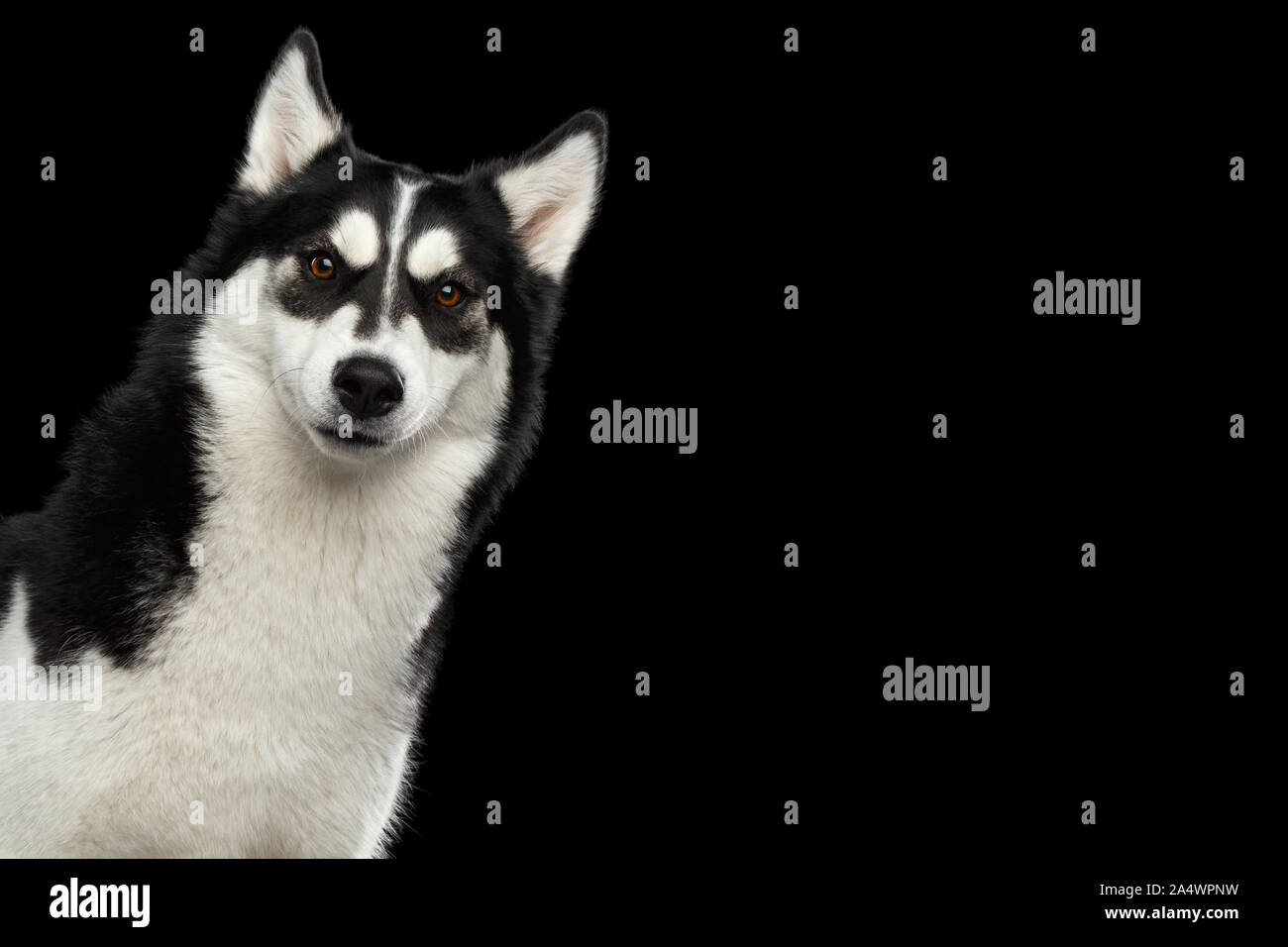 Curioso Ritratto di peeking Siberian Husky cane con divertenti ammirando le sopracciglia isolato su sfondo nero Foto Stock