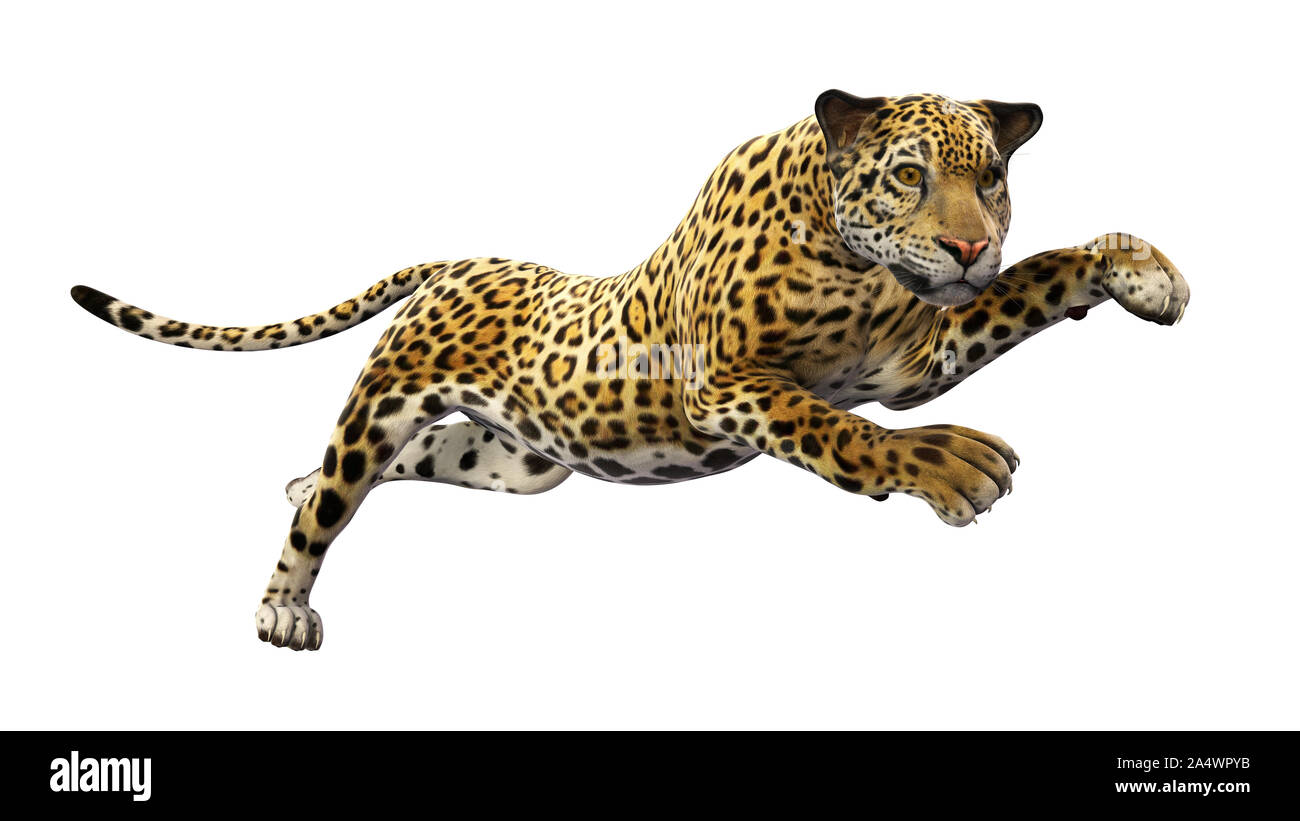 Jaguar che saltava, animale selvatico isolati su sfondo bianco Foto Stock