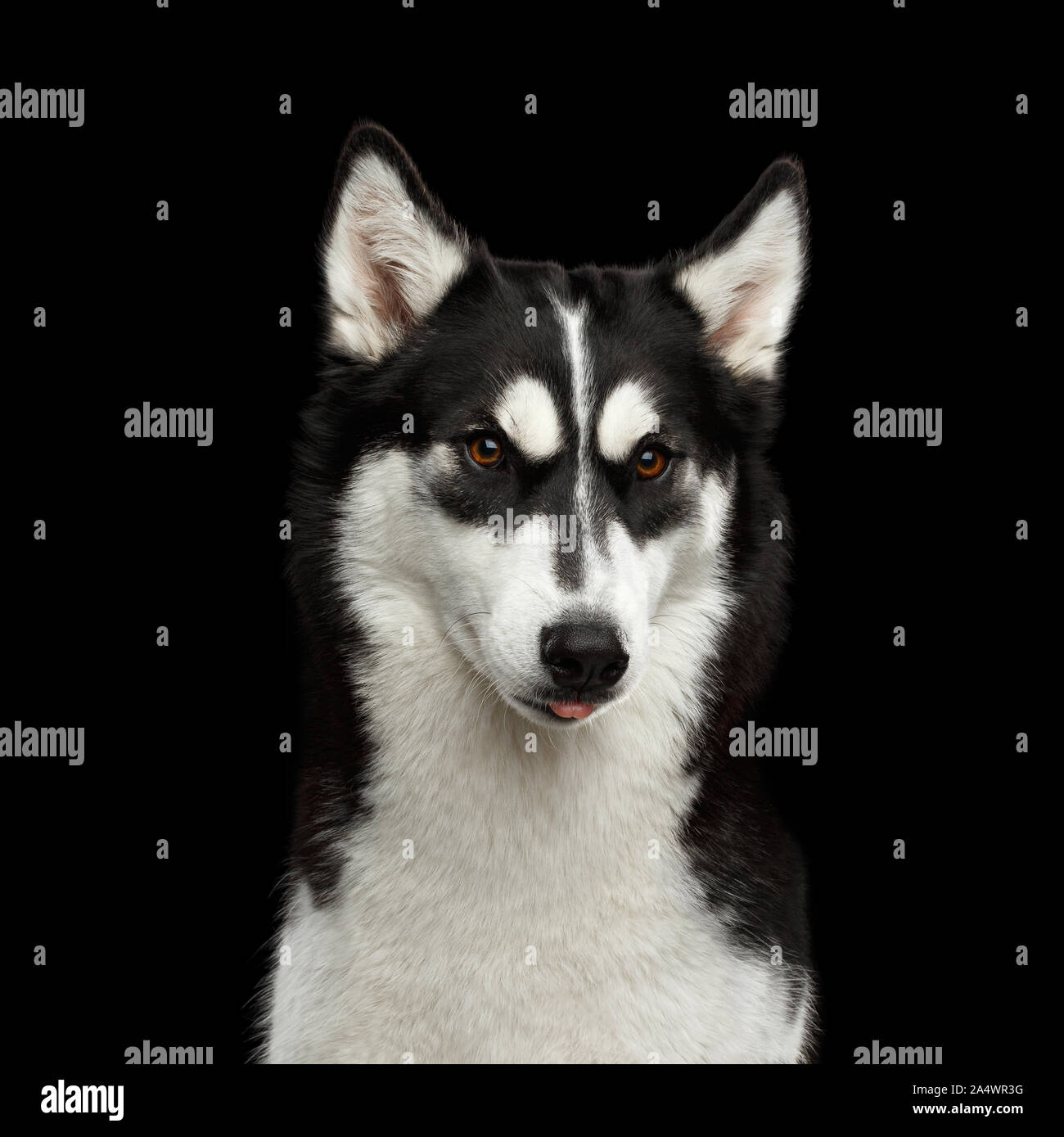 Divertente Ritratto di Siberian Husky cane con arrabbiato ammirando le sopracciglia e che mostra la linguetta isolata su sfondo nero Foto Stock