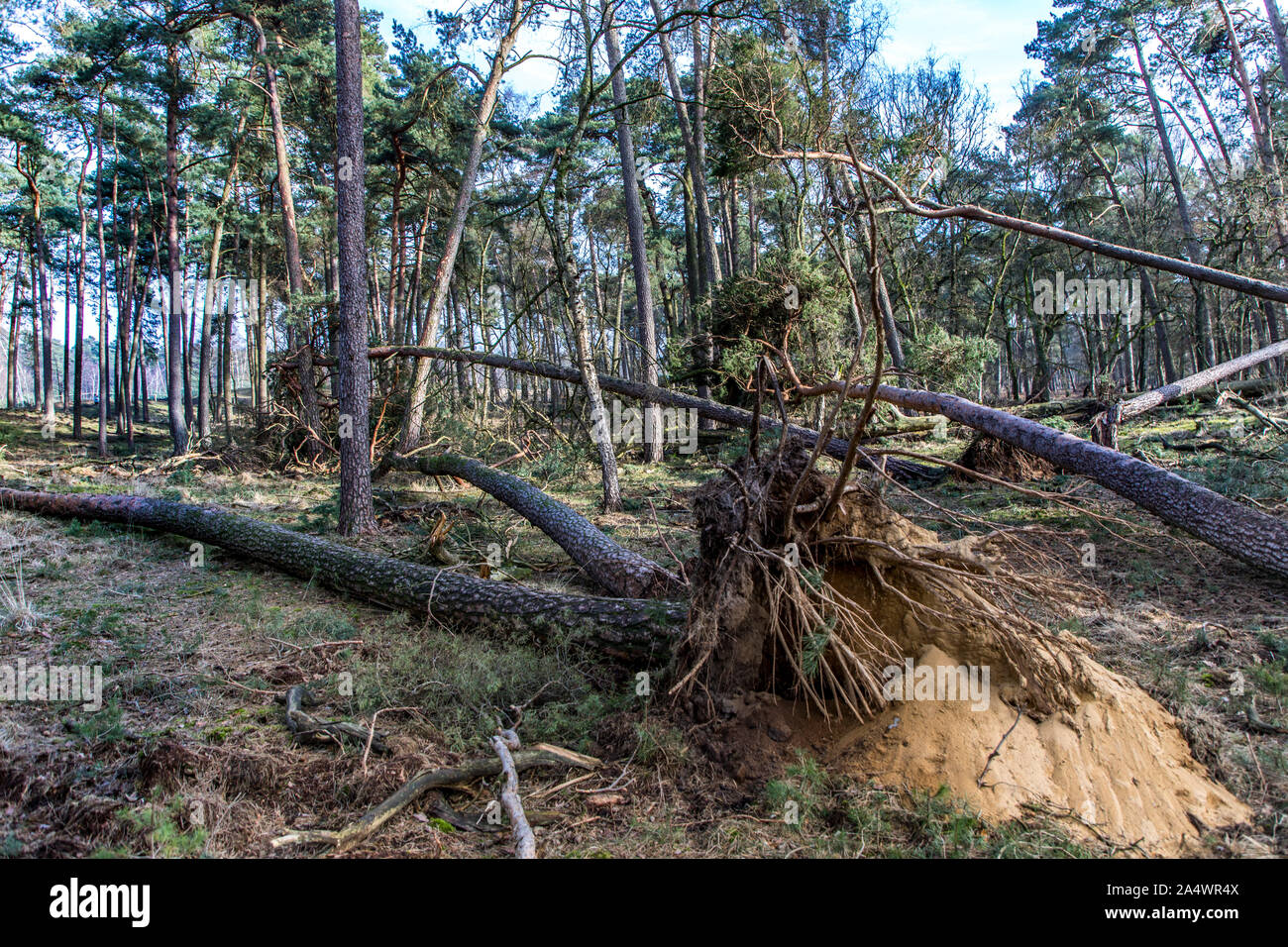 Diesfordter foresta, il parco naturale di Hohe Mark Westmünsterland, foresta, vicino a Wesel, danni provocati dalla tempesta, alberi caduti, Foto Stock