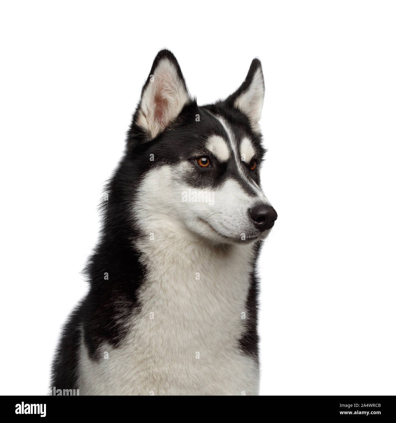 Ritratto di Siberian Husky cane divertente con le sopracciglia guardando il lato isolato su sfondo bianco, vista di profilo Foto Stock