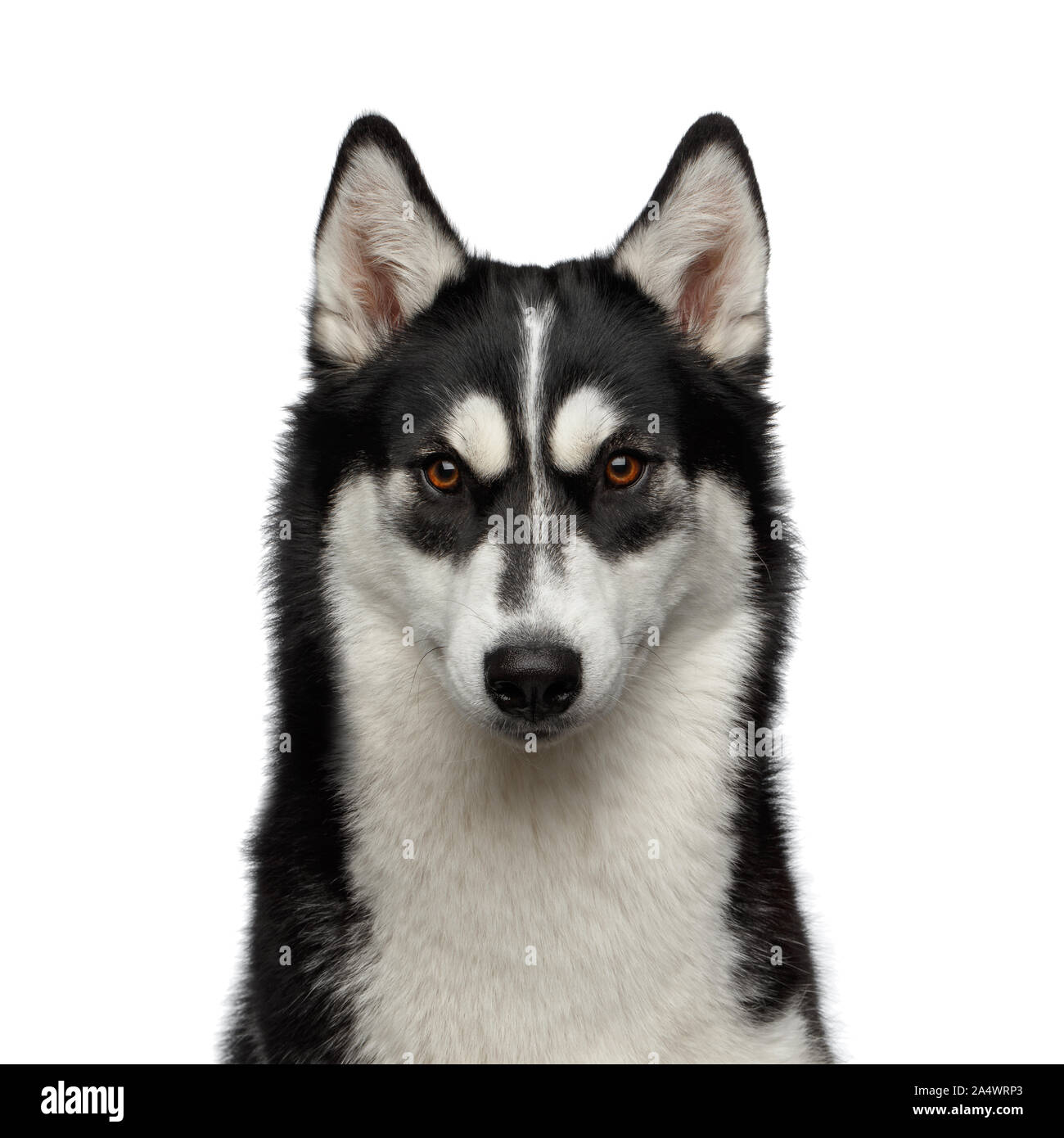 Ritratto di Siberian Husky cane con divertenti ammirando le sopracciglia isolato su sfondo bianco, vista frontale Foto Stock