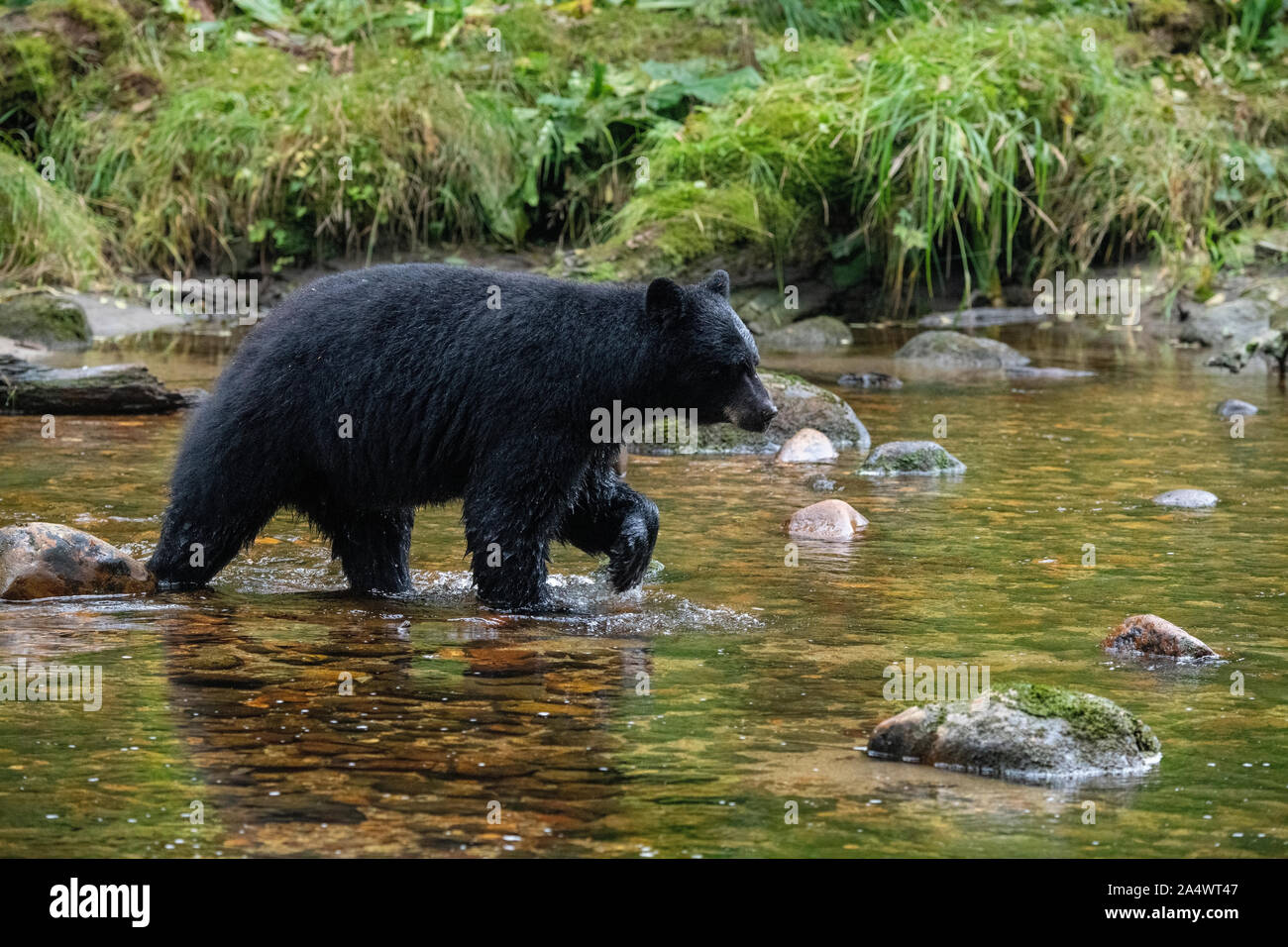 Canada, British Columbia, grande orso nella foresta pluviale, Gribbell Isola, Riordan Creek. Black Bear (WILD: Ursus americanus) Foto Stock