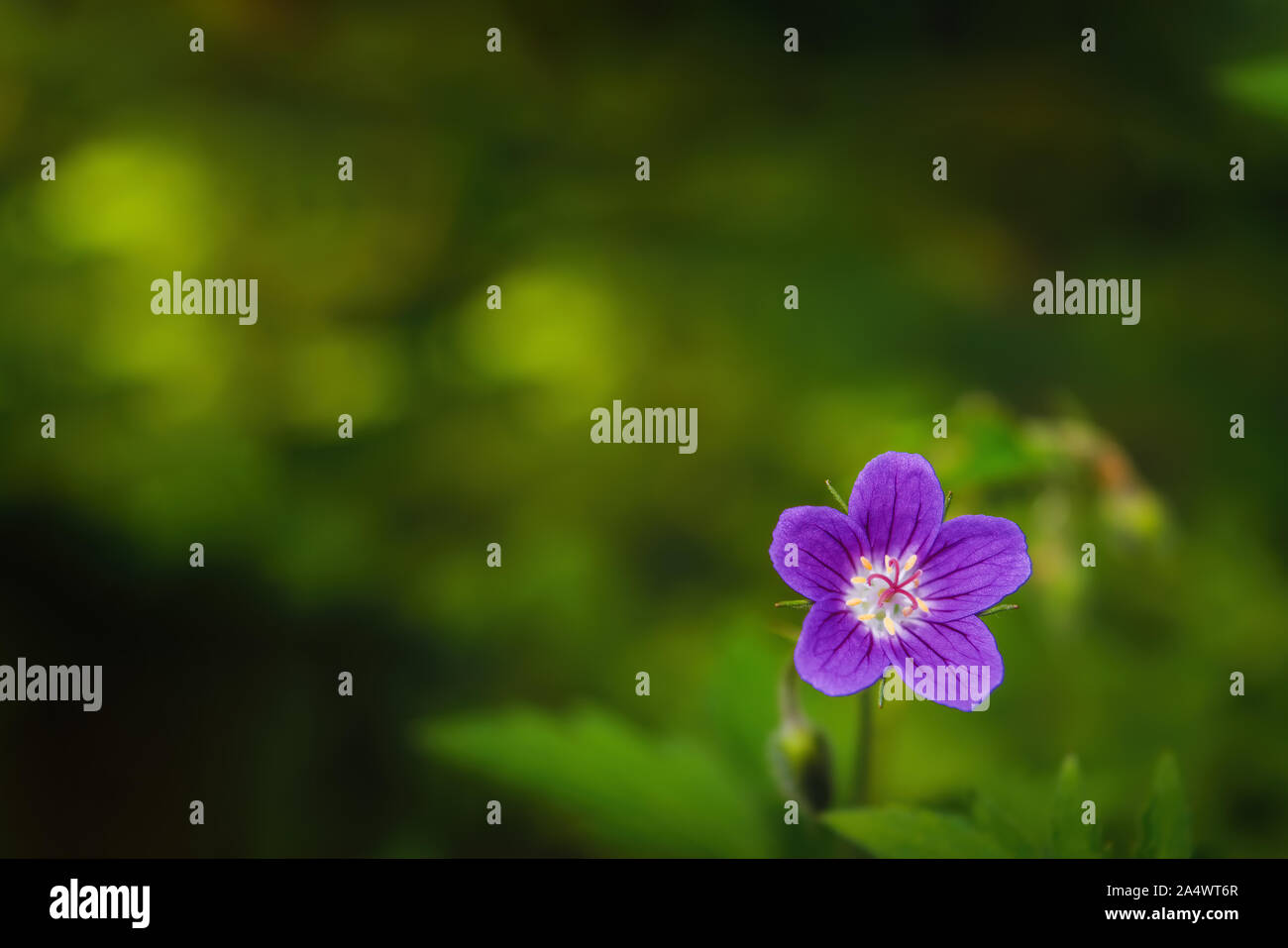 Legno cranesbill, bosco geranio, Geranium sylvaticum geranio di foresta. Foto Stock