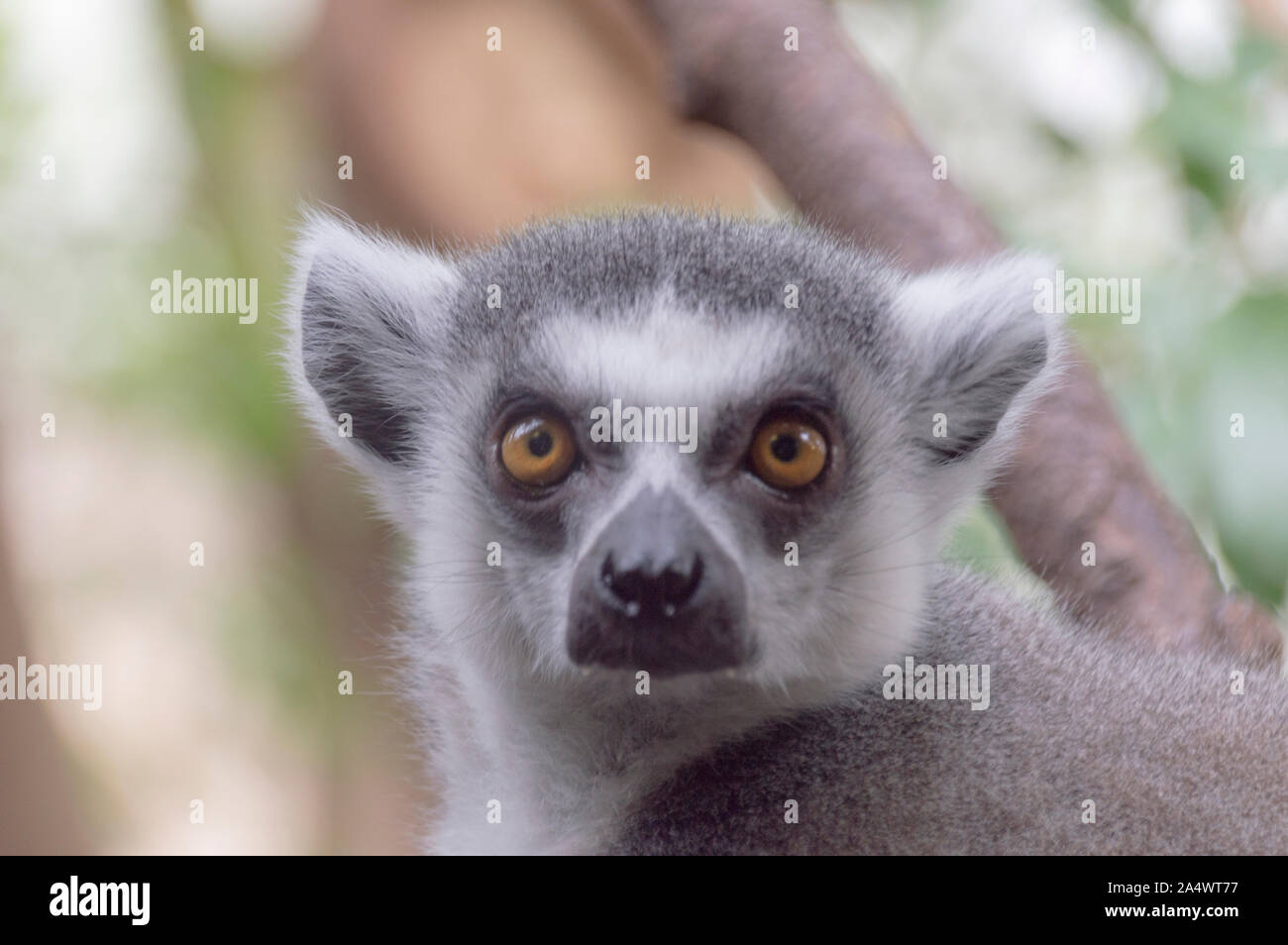 Anello-tailed lemur (Lemur catta) Foto Stock