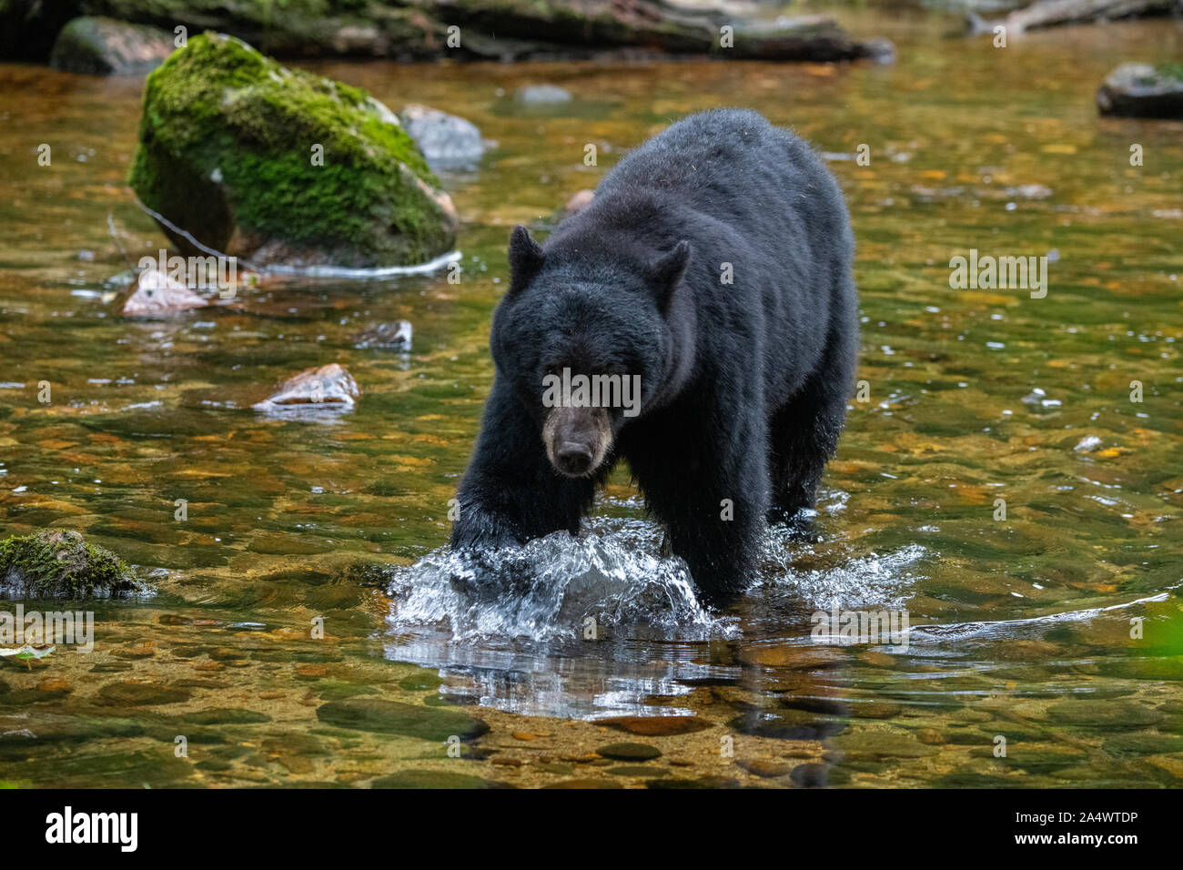 Canada, British Columbia, grande orso nella foresta pluviale, Gribbell Isola, Riordan Creek. Black Bear (WILD: Ursus americanus) in creek. Foto Stock