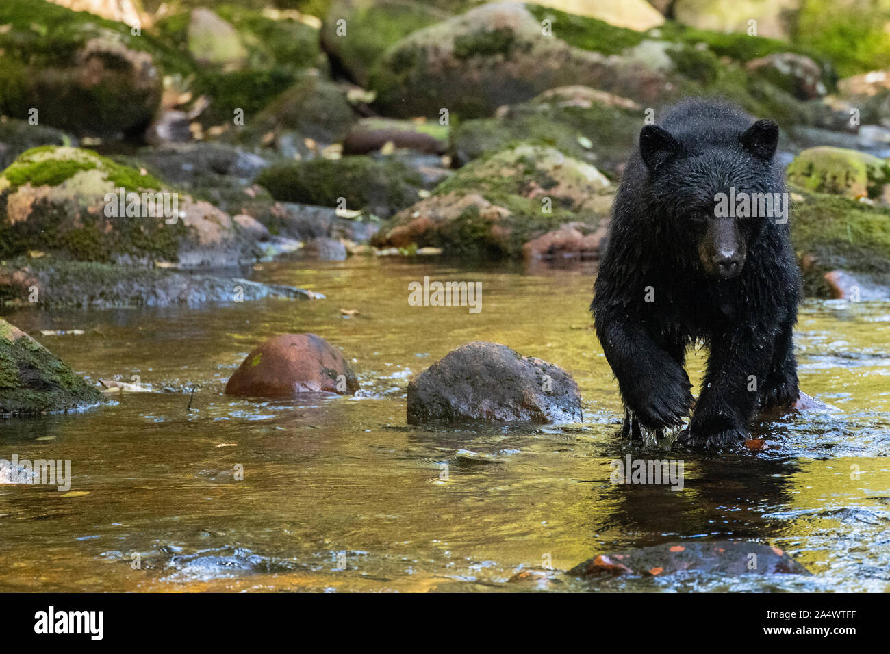 Canada, British Columbia, grande orso nella foresta pluviale, Gribbell Isola, Riordan Creek. Black Bear (WILD: Ursus americanus) Foto Stock