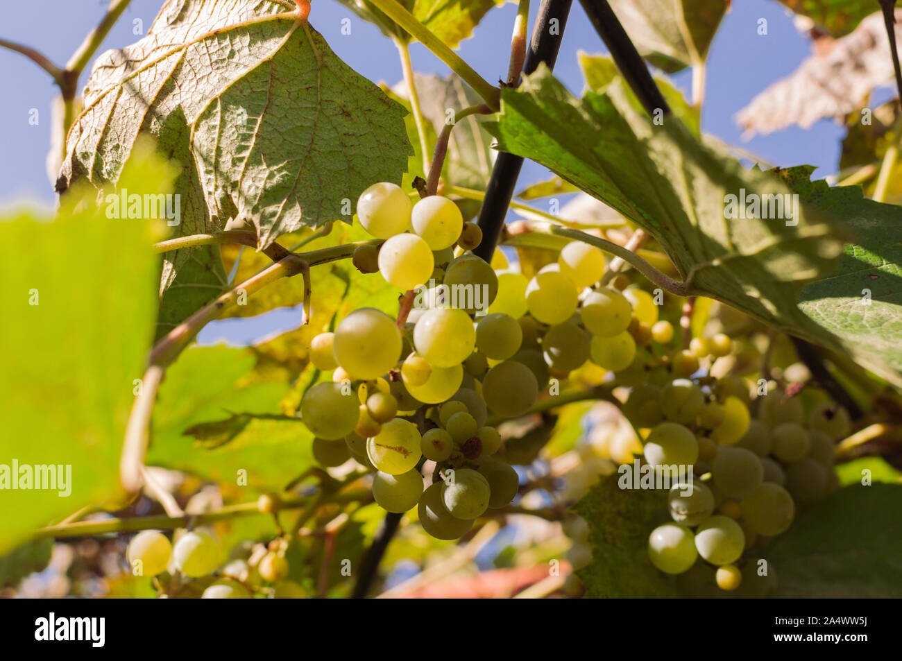 Le uve bianche che cresce su una vite per la produzione di vino. Raccolto maturo pronto per il raccolto in una giornata di sole in autunno. Vigneto in Francia. Modello per la progettazione Foto Stock