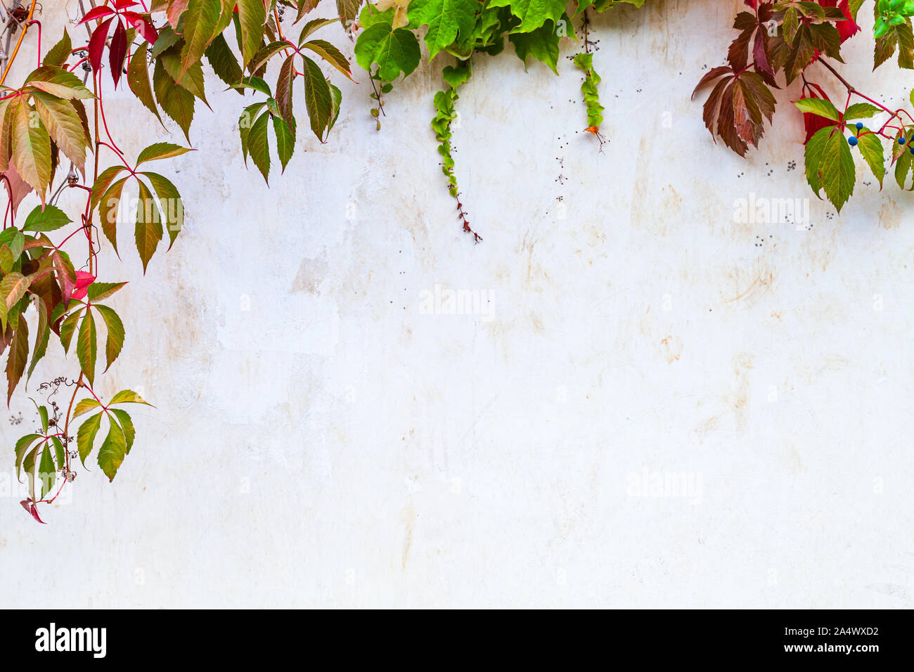 Bianco parete giardino sfondo con pianta rampicante su di esso e copy-space area vuota Foto Stock