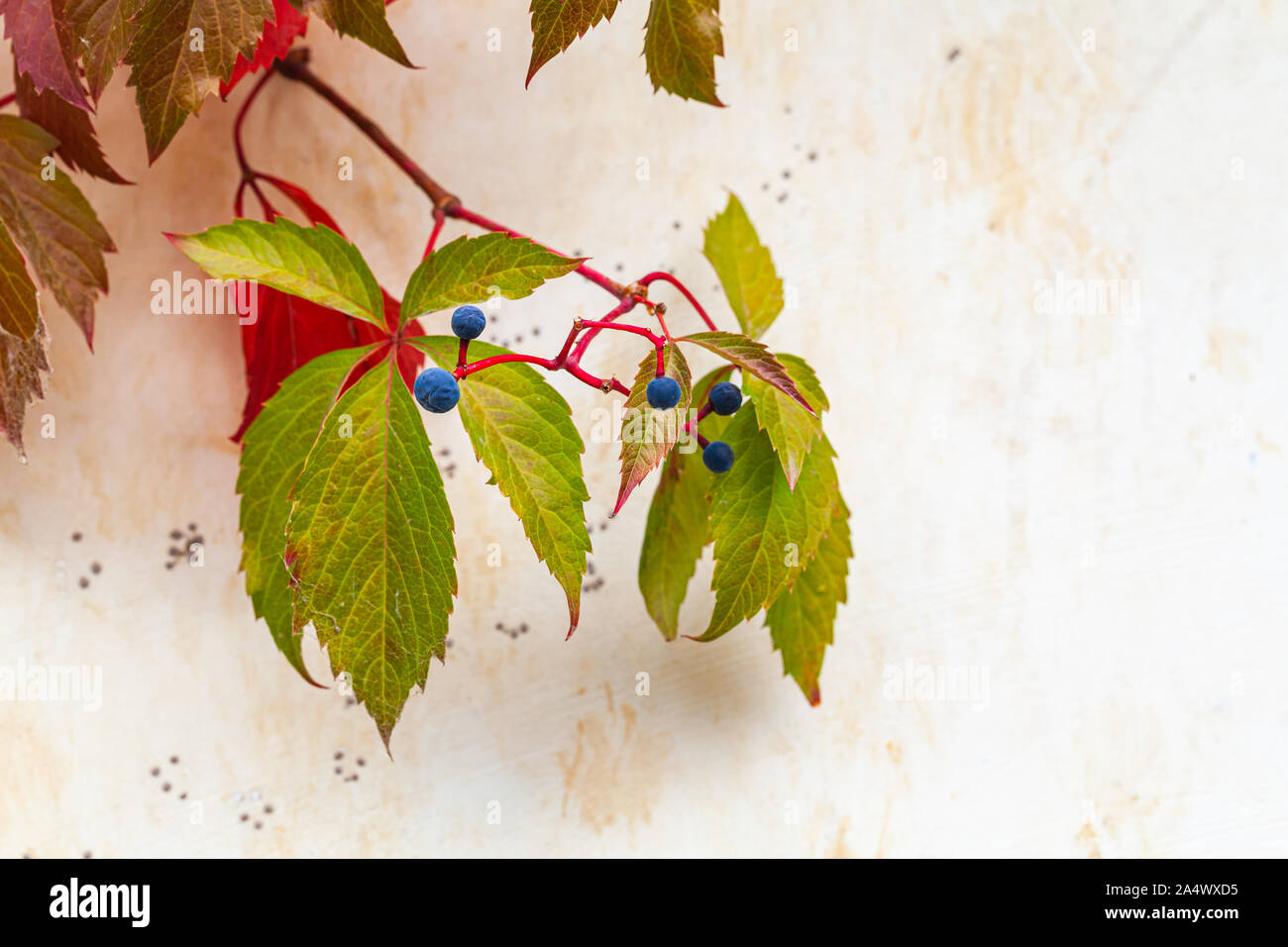 Parthenocissus quinquefolia, foglie e frutta oltre il muro bianco. Parthenocissus piante rampicanti, l'uva, famiglia Vitaceae Foto Stock