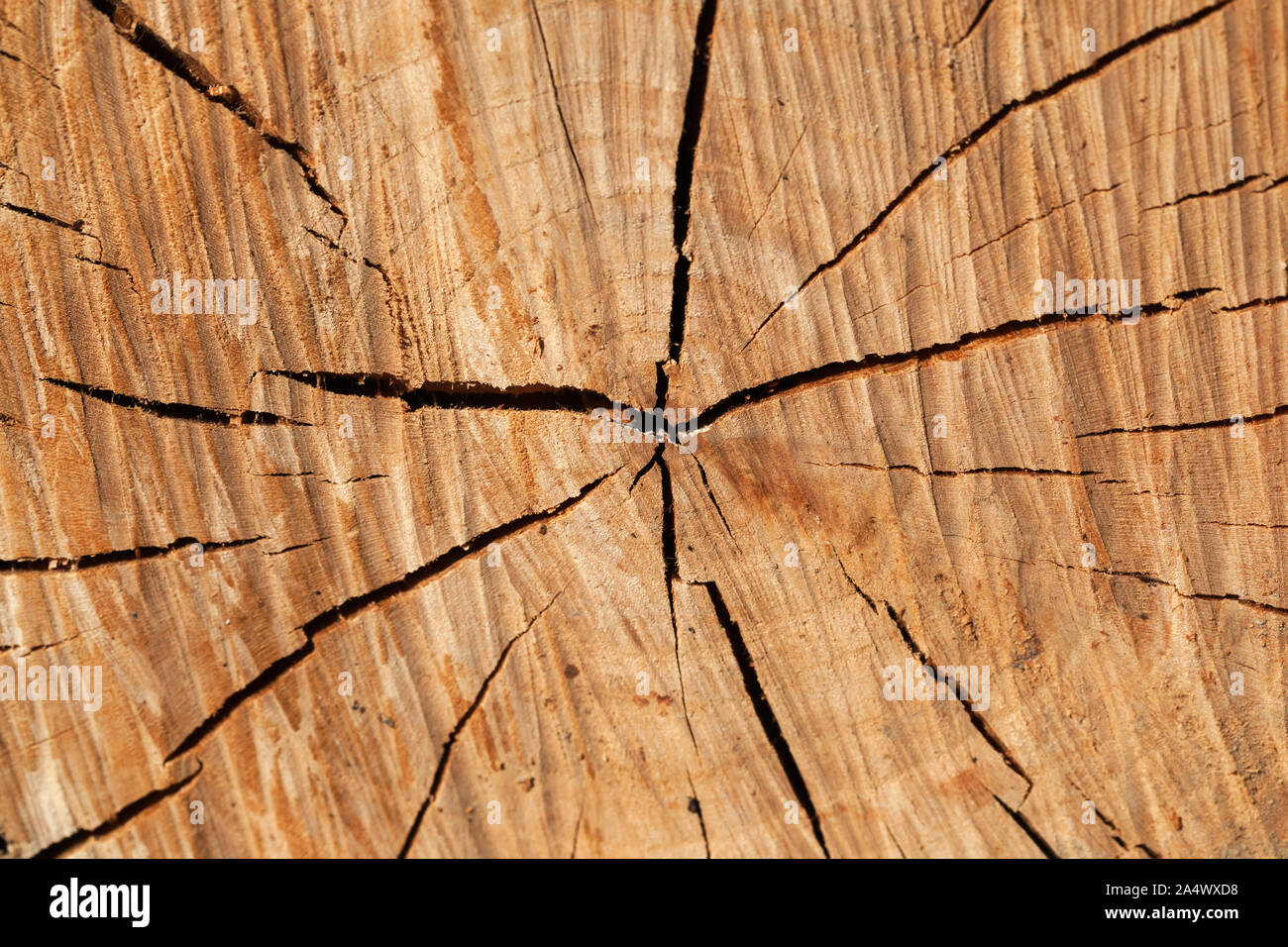 Circolare modello in legno con crepe di una sezione di registro Foto Stock