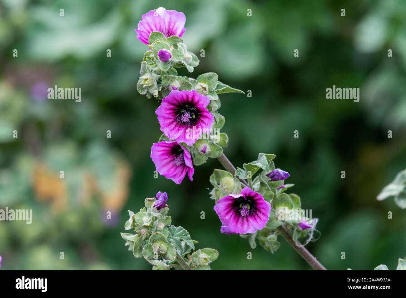 In prossimità della struttura (malva malva arborea) fiori in fiore a Lizard Point in Cornovaglia Foto Stock