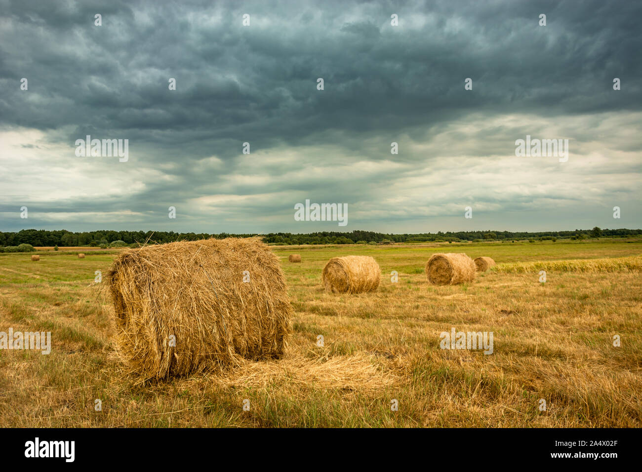 Balle di fieno nel campo, foresta all'orizzonte e oscura pioggia nuvole Foto Stock