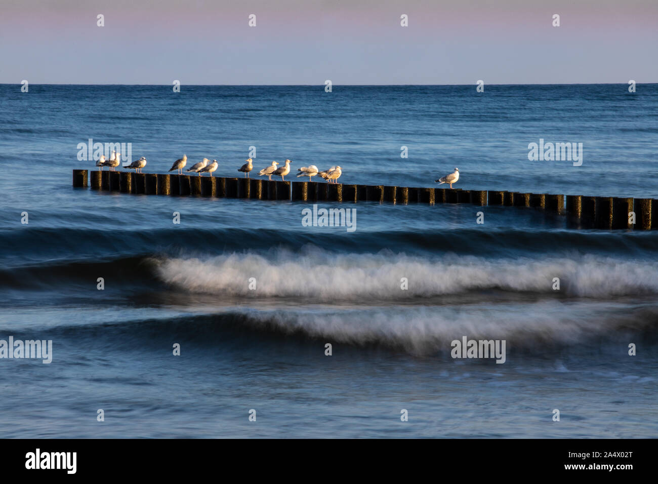 Gabbiani seduto su sperone argini presso la costa polacca Foto Stock