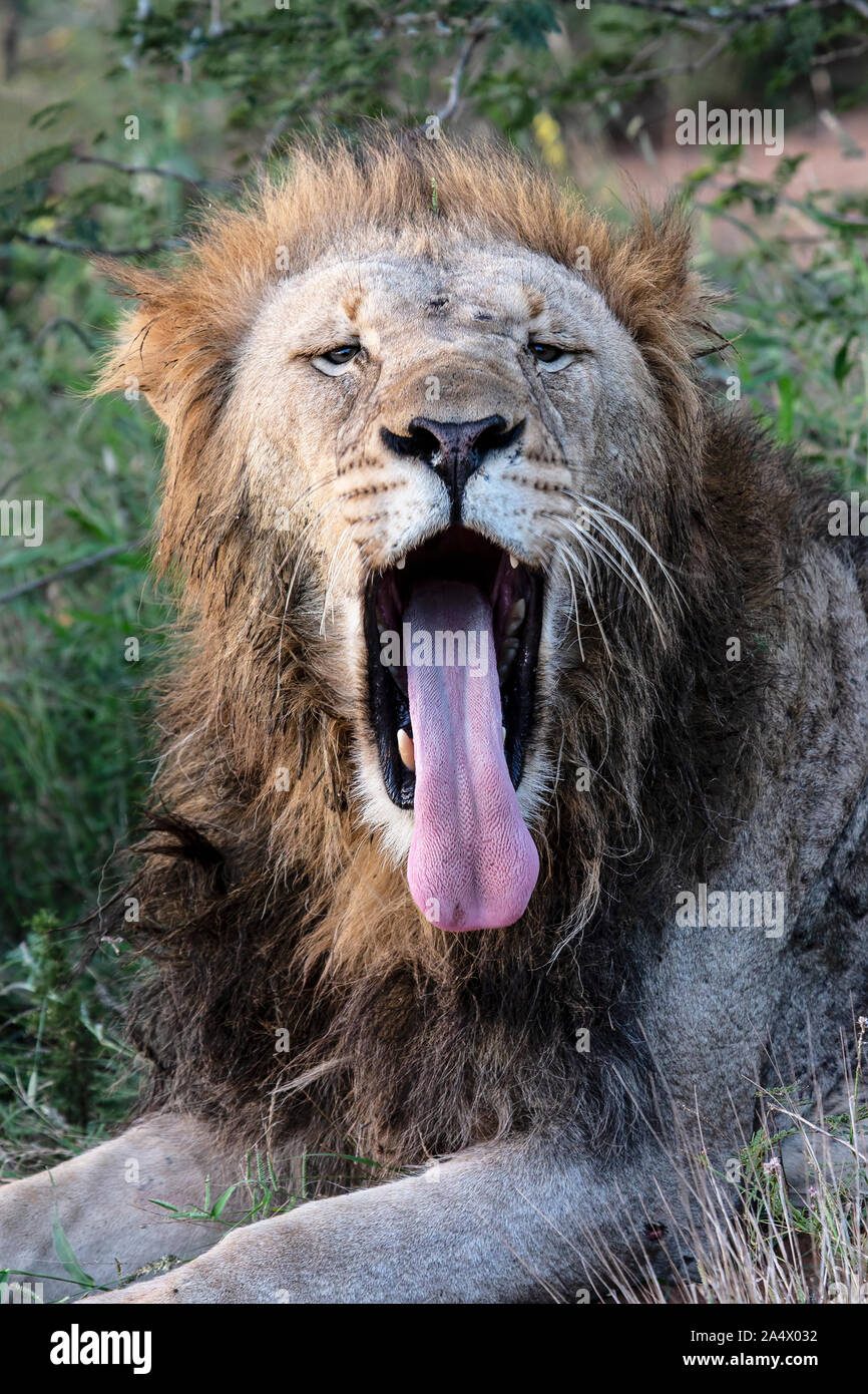 In prossimità di un maschio africano testa leone Panthera leone ruggente con la sua bocca aperta e linguetta estesa Foto Stock