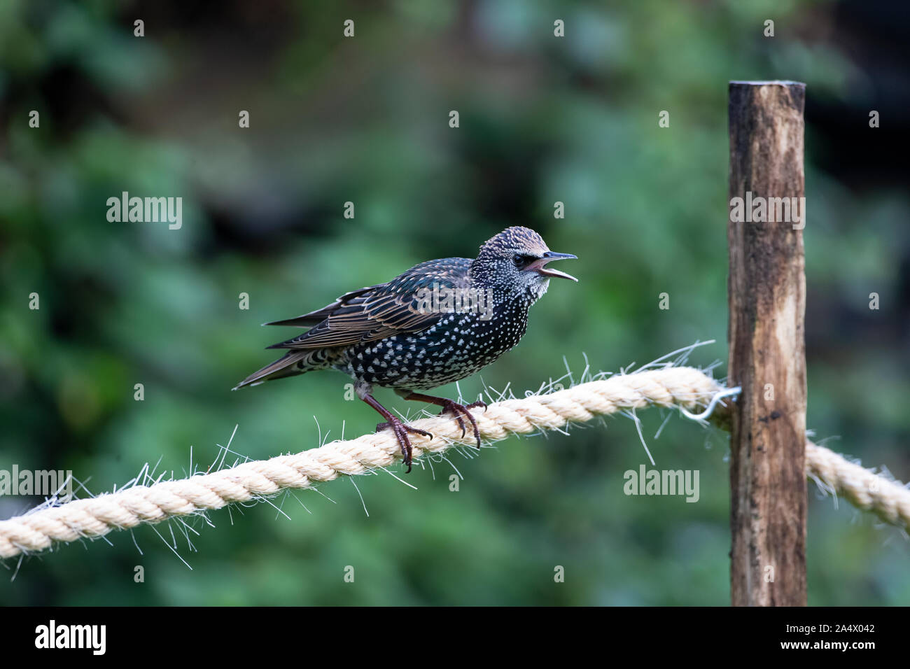 Singolo adulto Starling Sturnus vulgaris chiamando con il suo bill aperto e si appollaia su un pezzo di corda di sisal in un giardino interno Foto Stock