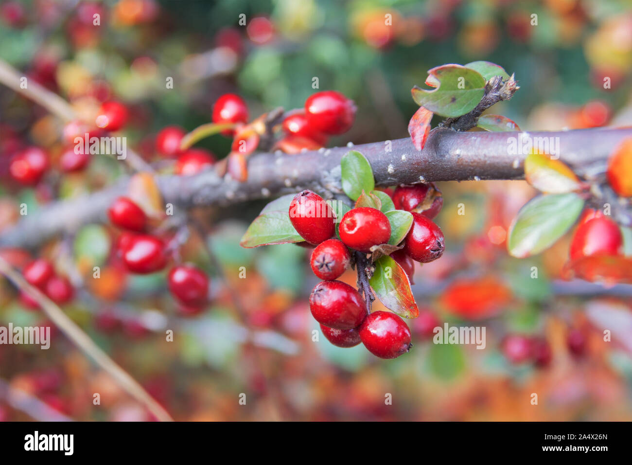 Rosso brillante acini di uva ursina cotoneaster (Cotoneaster dammeri) Foto Stock