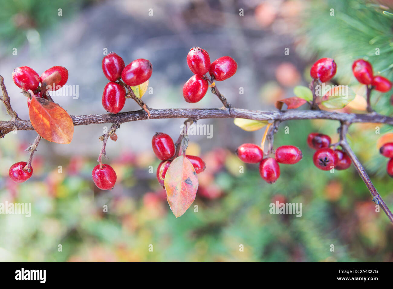 Rosso brillante acini di uva ursina cotoneaster (Cotoneaster dammeri) Foto Stock
