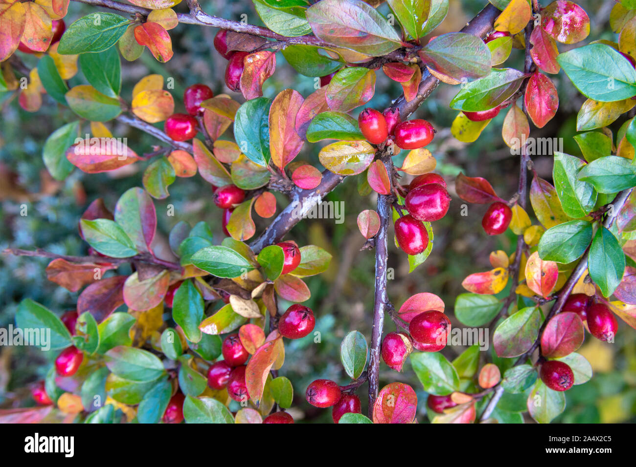 Rosso brillante acini di uva ursina cotoneaster (Cotoneaster dammeri) Foto Stock
