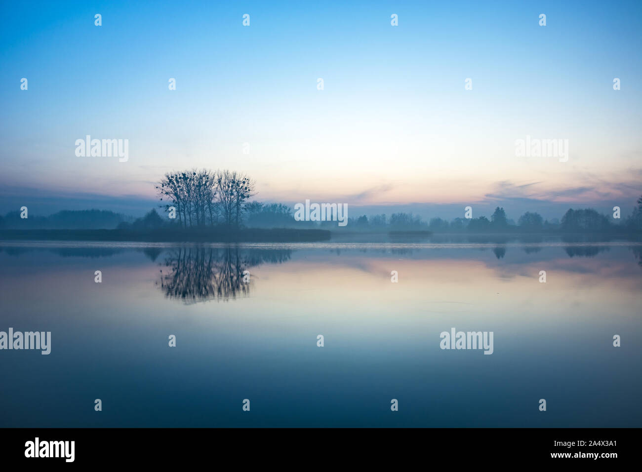 Alberi sulla riva di un lago di nebbia, vista dopo il tramonto. Foto Stock