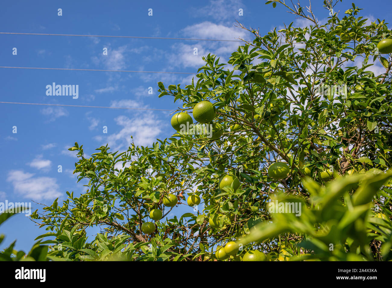 Un albero di limone verde porta frutti e sullo sfondo il cielo blu Foto Stock