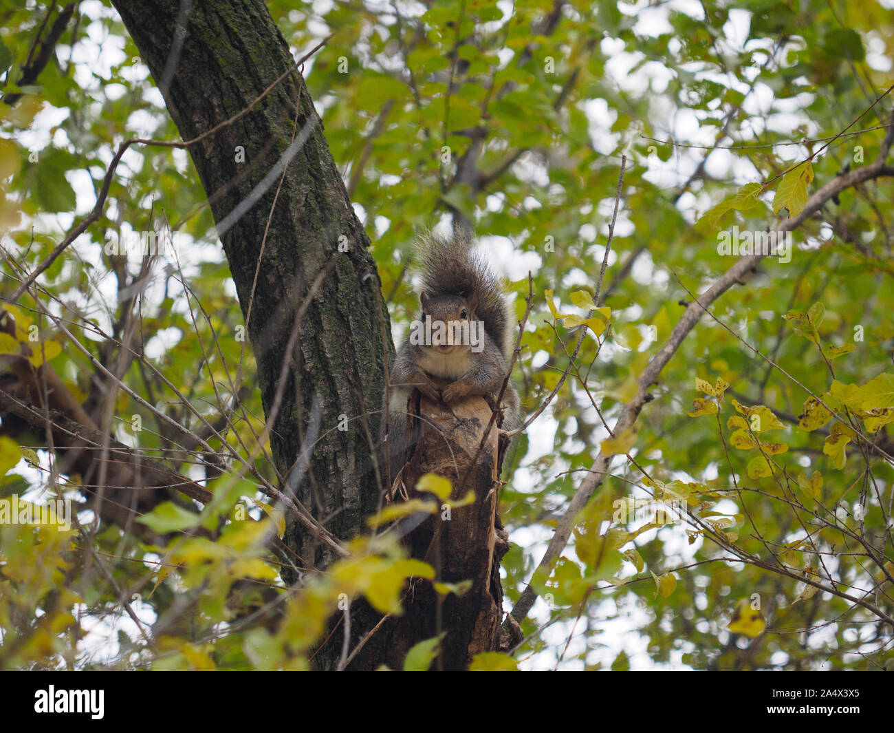Carino orientale scoiattolo grigio rilassante su un cut-off il ramo di un albero guardando i passanti. Foto Stock