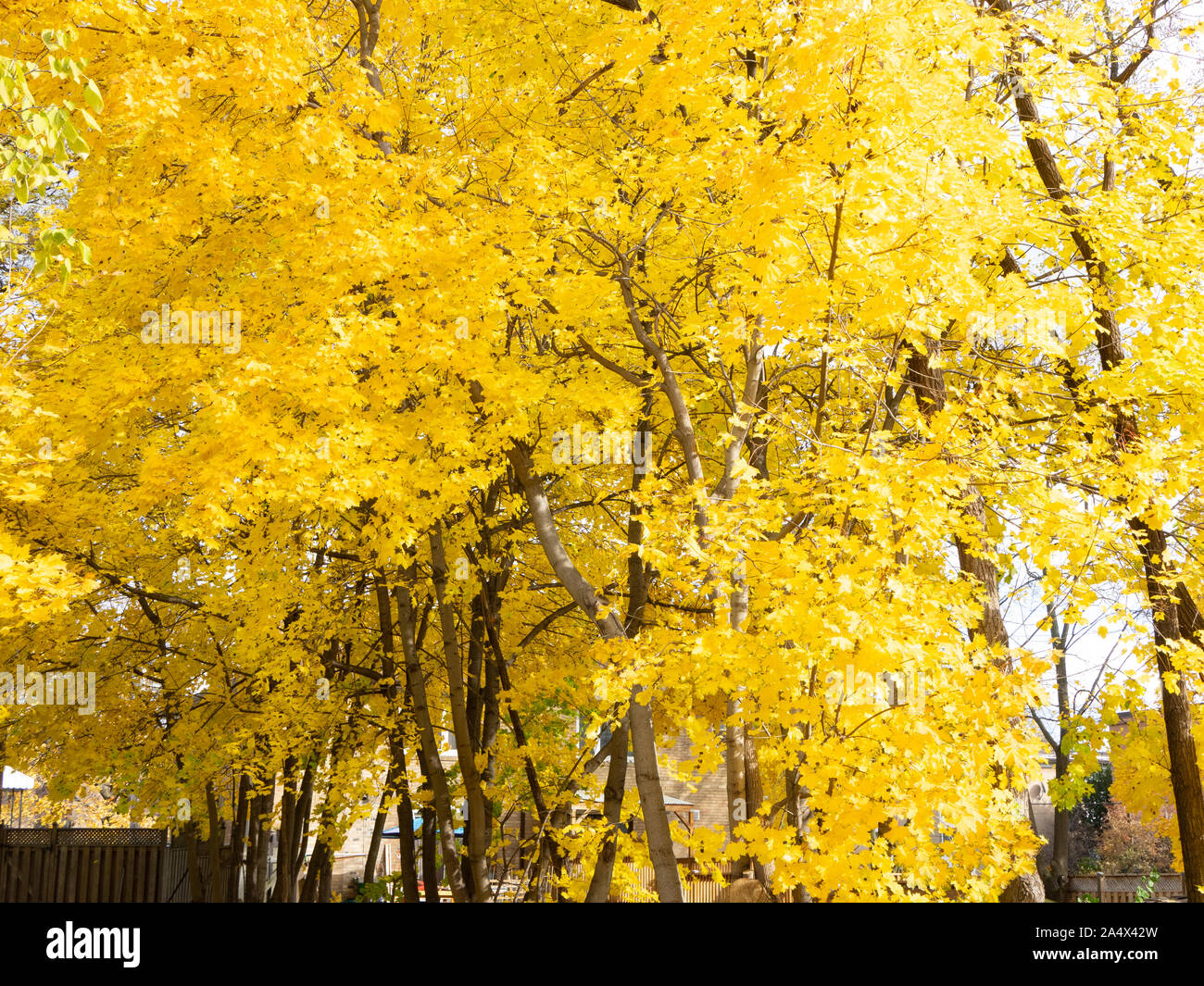 Acero canadese di alberi con foglie dorate in autunno, nel North York. Foto Stock