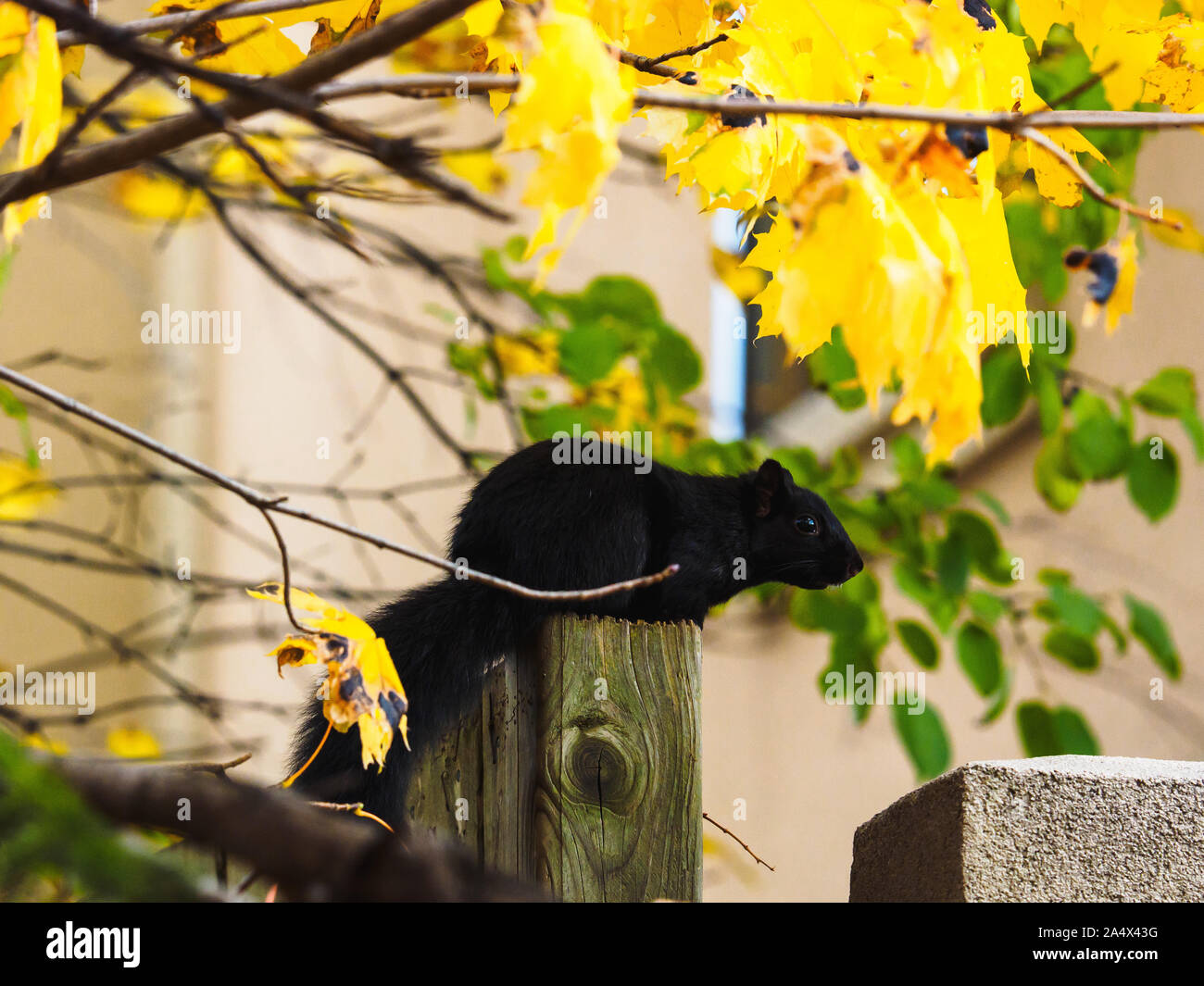 Scoiattolo nero seduto sulla staccionata in legno e guardando in lontananza. Foto Stock