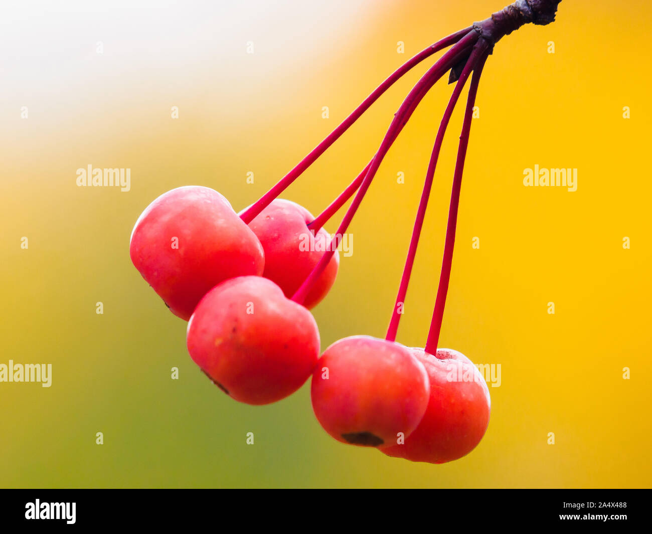 Ravvicinata di un po' di frutta rossa cinese di crab apple in autunno. Foto Stock