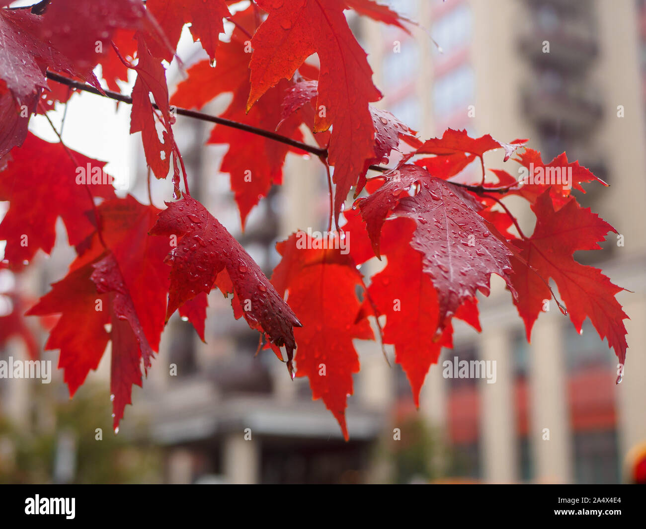 Belle foglie rosse di maple ramo di albero di fronte all edificio ingresso in bokeh di fondo. Gocce di acqua di pioggia caduta foglie in un giorno nuvoloso. Foto Stock