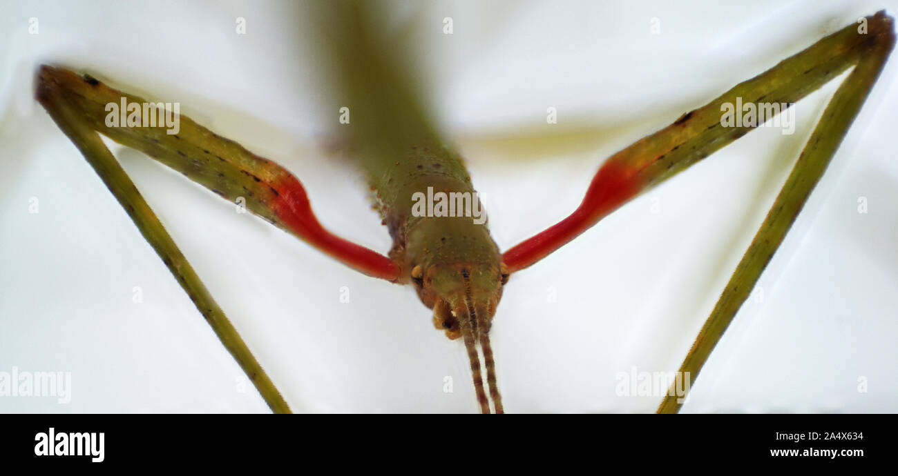 Macro di Indian stick insetto Foto Stock