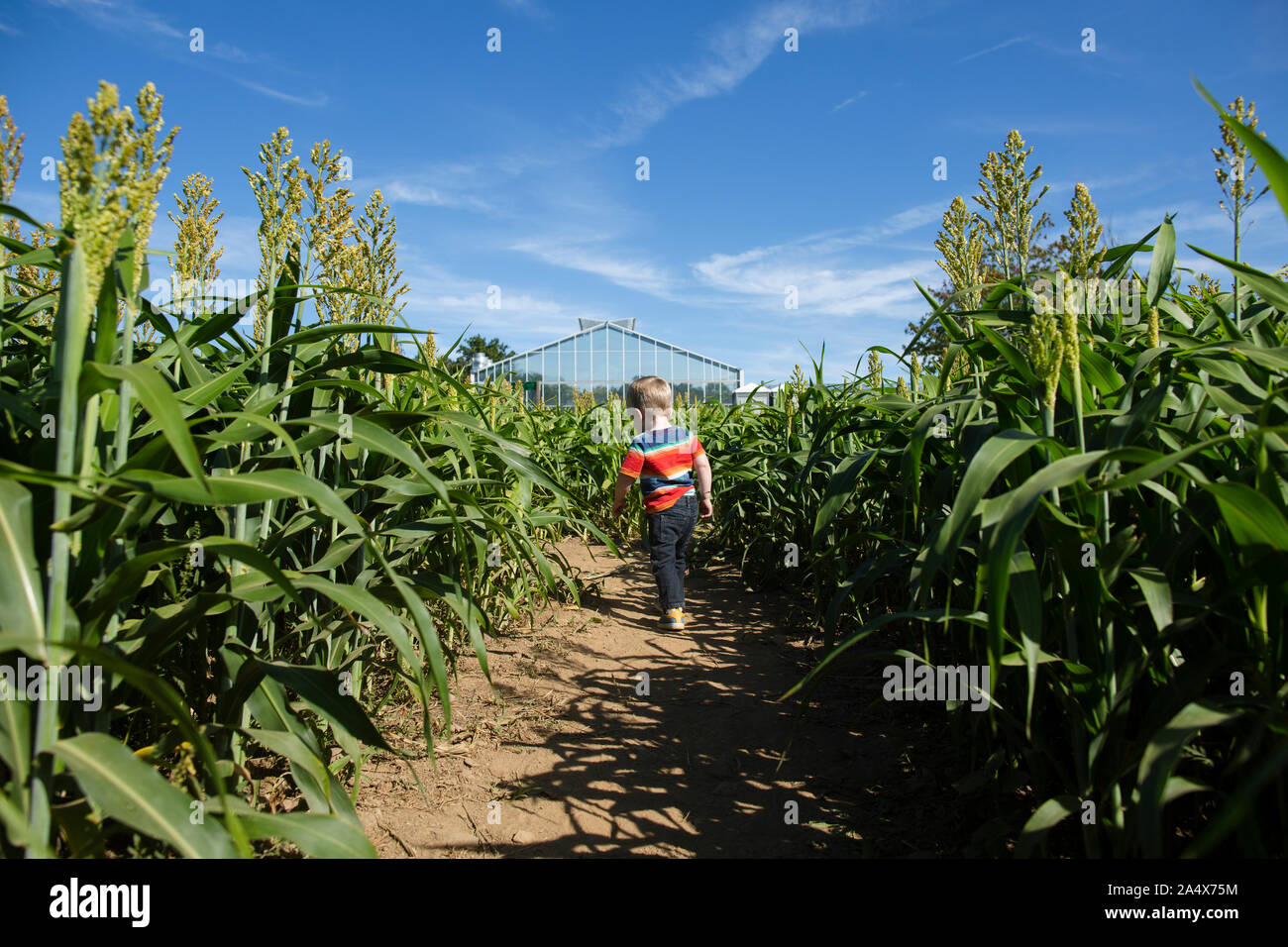 Vista posteriore del toddler boy camminando attraverso il labirinto di mais in una giornata di sole Foto Stock