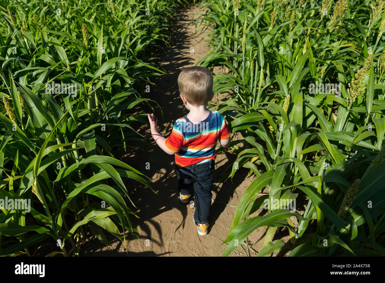 Vista posteriore del toddler caucasica boy camminare attraverso il campo di grano Foto Stock