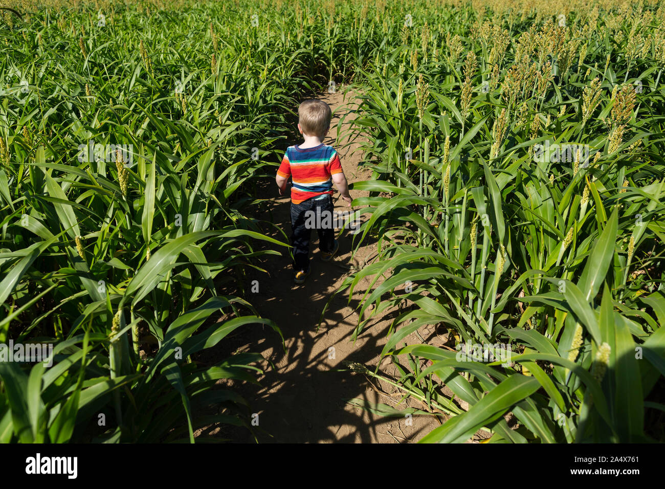 Ragazzo giovane si aggira nel percorso effettuato attraverso il campo di mais come attività per il tempo libero Foto Stock