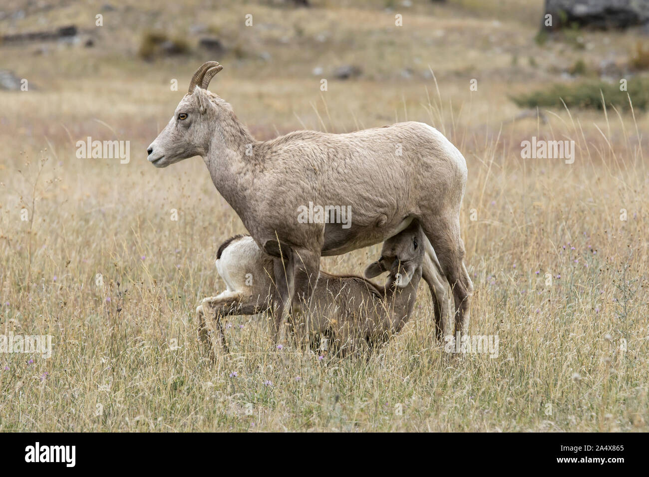 Un bighorn agnello feed da sua madre lungo la Hwy 200 appena a ovest di Thompson Falls, Montana. Foto Stock