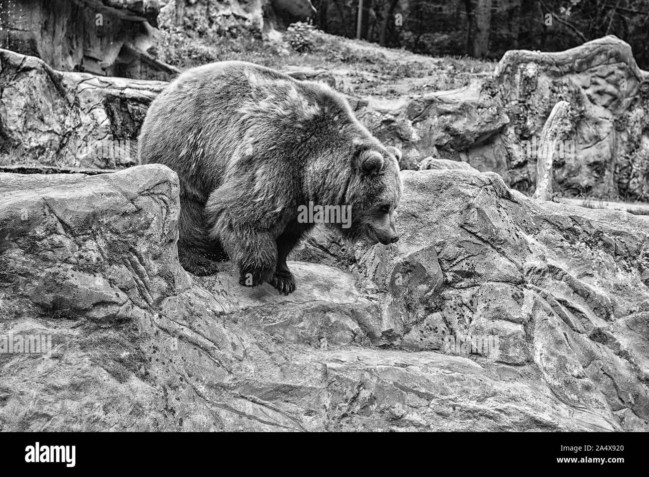 Adulto orso bruno in ambiente naturale. I diritti degli animali. Friendly orso bruno passeggiate nel giardino zoologico. Carino big bear sassoso il paesaggio sullo sfondo della natura. Concetto dello Zoo. Animale vita selvaggia. Foto Stock