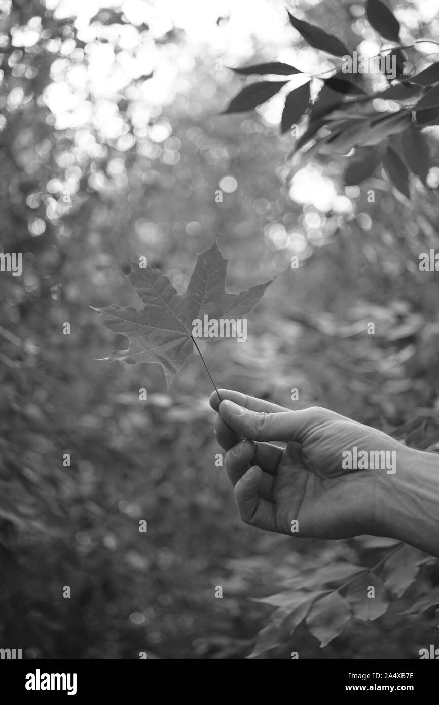 Mano d'uomo in possesso di una foglia di acero in una foresta contro uno sfondo Foto Stock