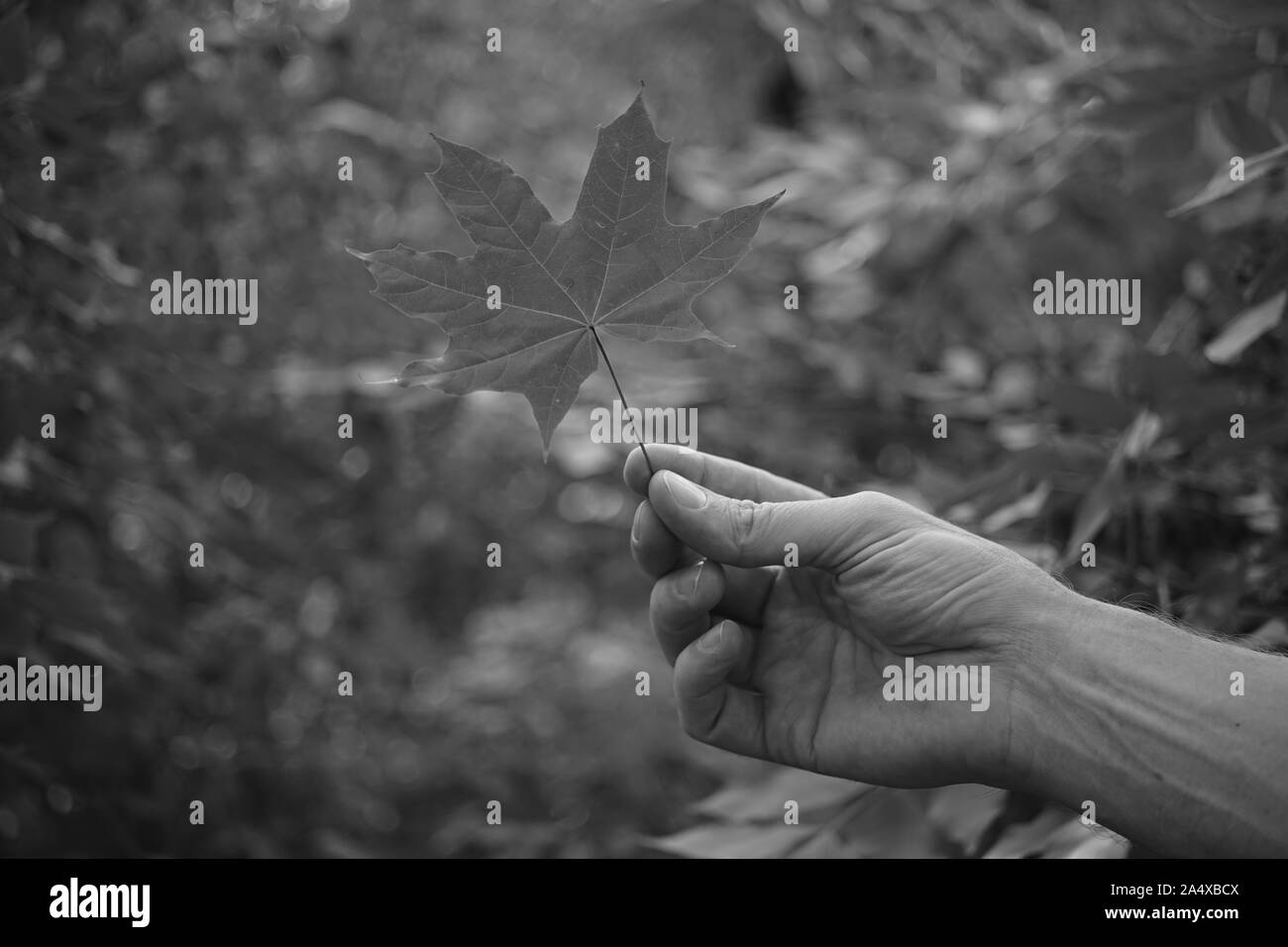 Mano d'uomo in possesso di una foglia di acero contro uno sfondo di alberi sfocata. Bw foto. Foto Stock